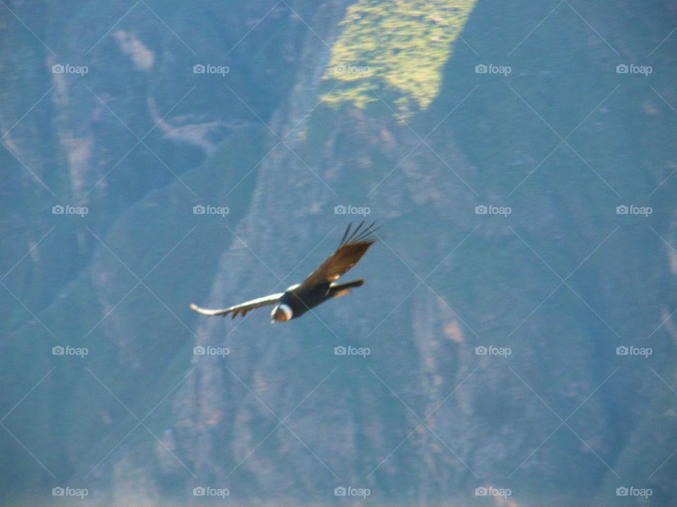 Condor in Peru