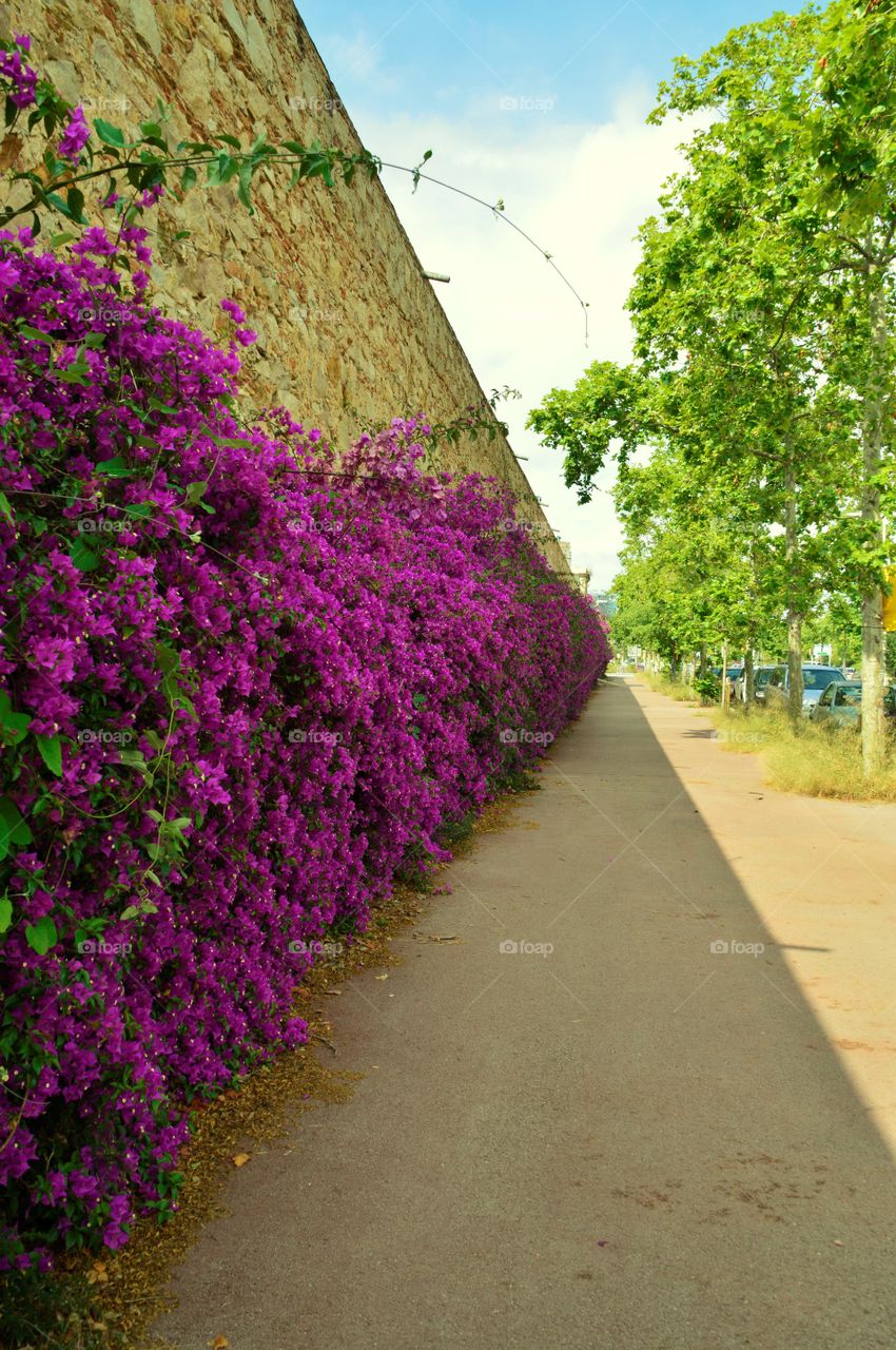 Barcelona street