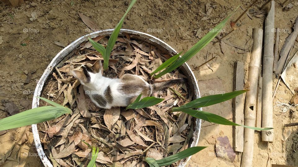 Beautiful black and white cat in gladiolus garden