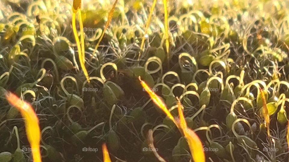 Moss in the sunset
