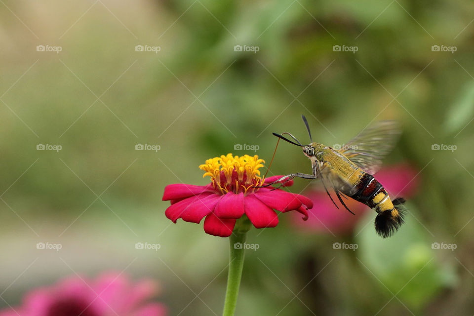 Hummingmoth sucking nectar from flower.