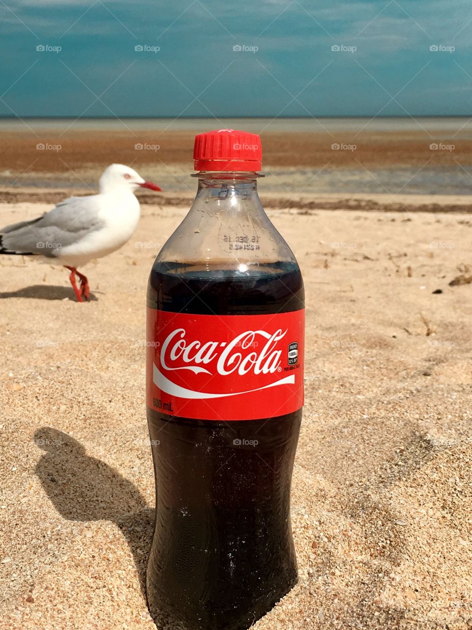 A single bottle of Coca Cola on the beach while an opportunist seagull passes by in the background. 