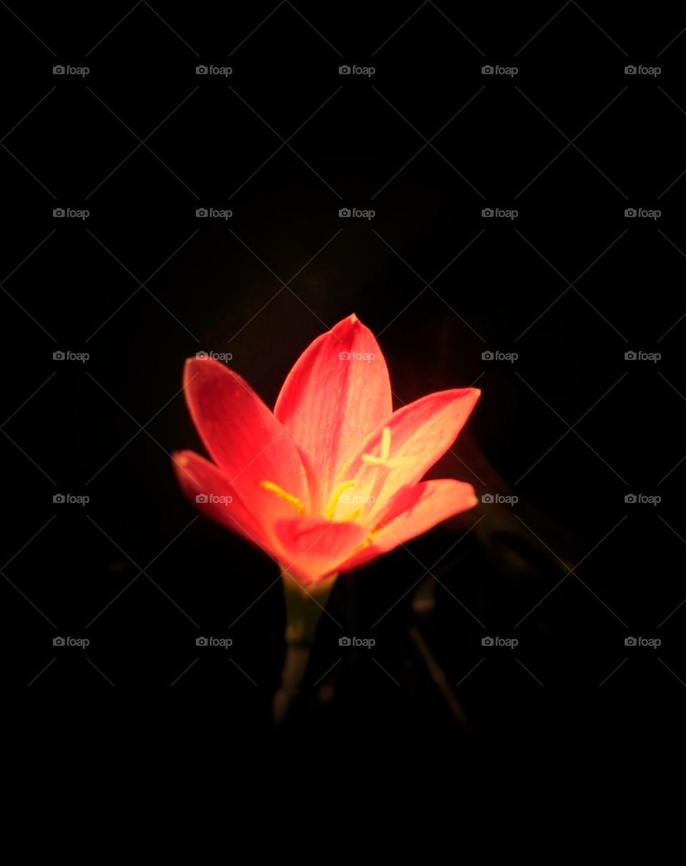 Rain Lily captured in the evening