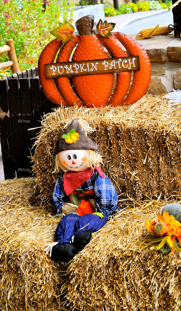 ohio pumpkin doll harvest by refocusphoto