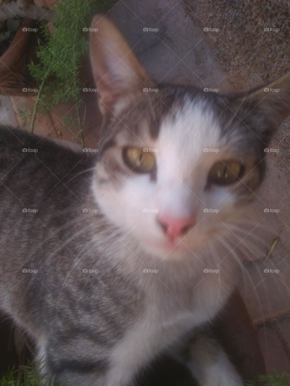 Beautiful cat looking at camera.