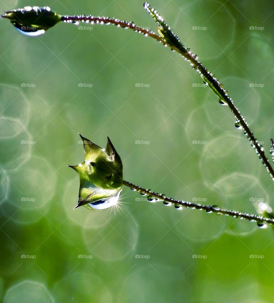 Sunshine captured in a drop of morning dew on a plant