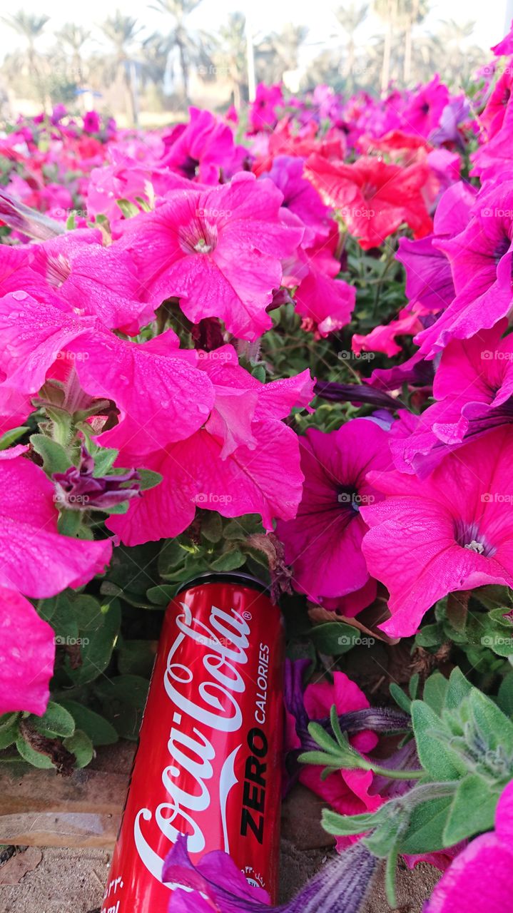 Welcome to Foap Plus!