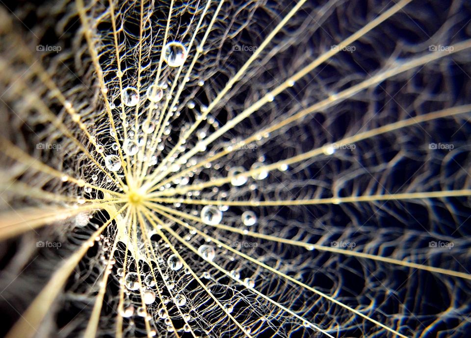 Dandelion, close up