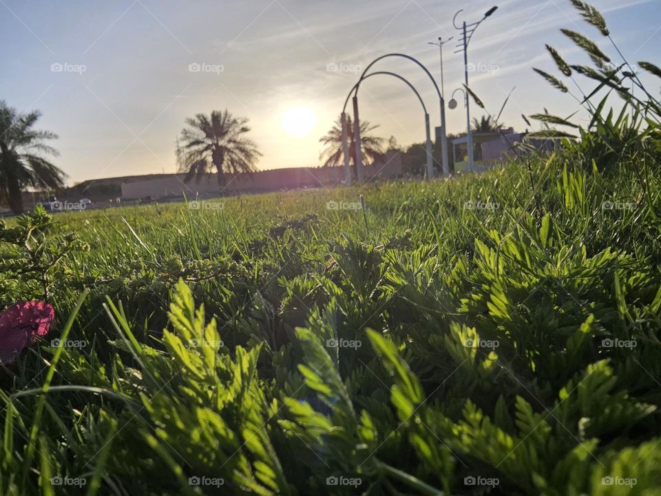 Green plants with the sunshine