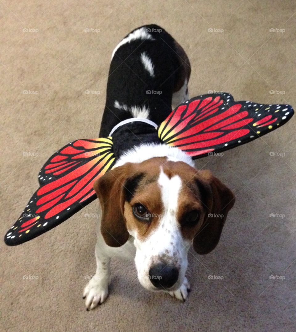 Butterfly beagle