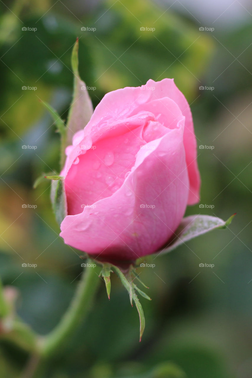 Pink perfect rosebud 