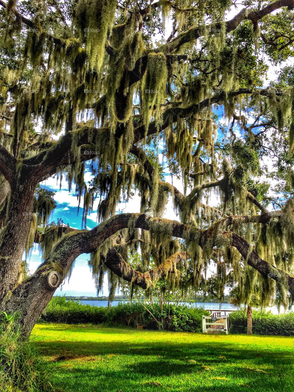 Spanish moss growing on tree