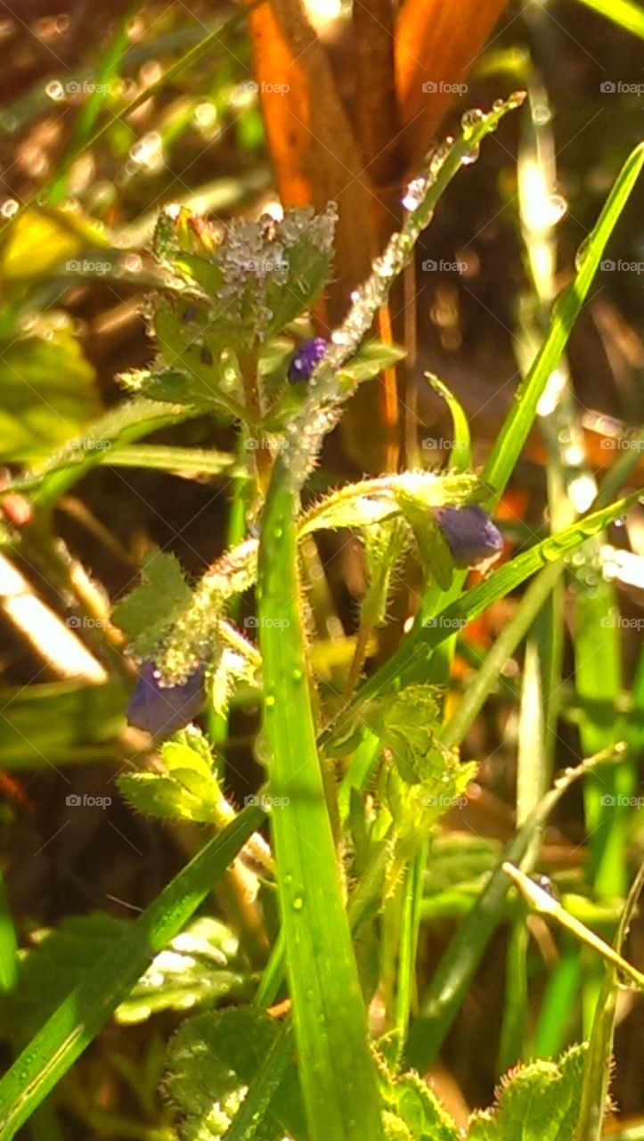 Water drop on plant