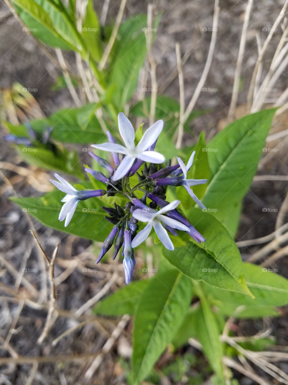 star of Bethlehem flower