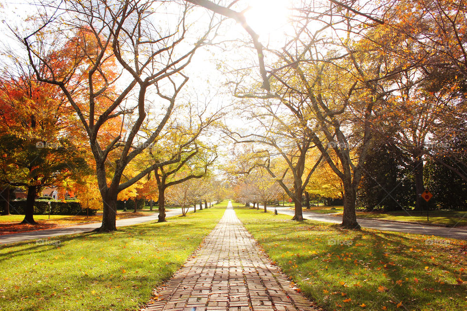 Autumn in Windsor Farms