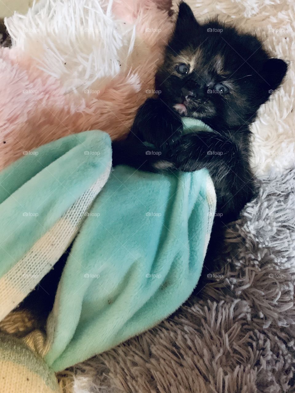 Tiny kitten looking with blanket pulled up