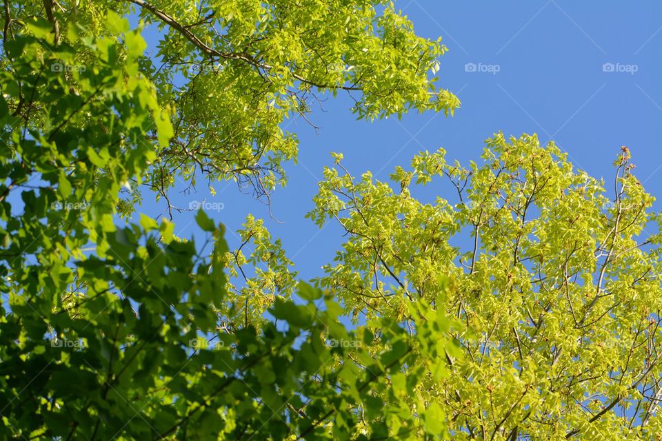 shades of green with blue sky