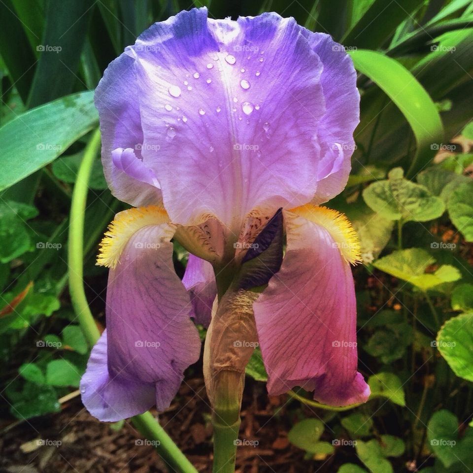 Iris