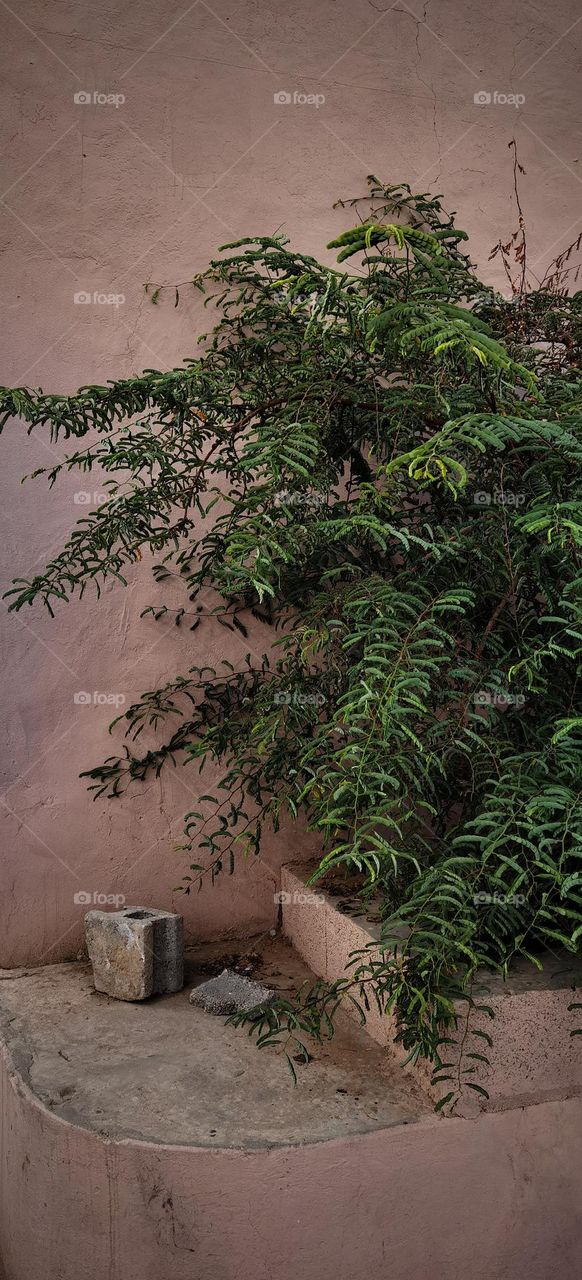 Tree in front of a house