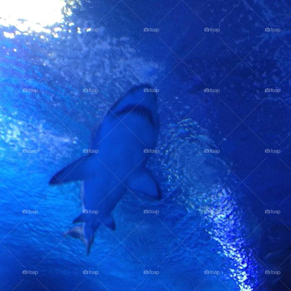 Aquarium shark animal