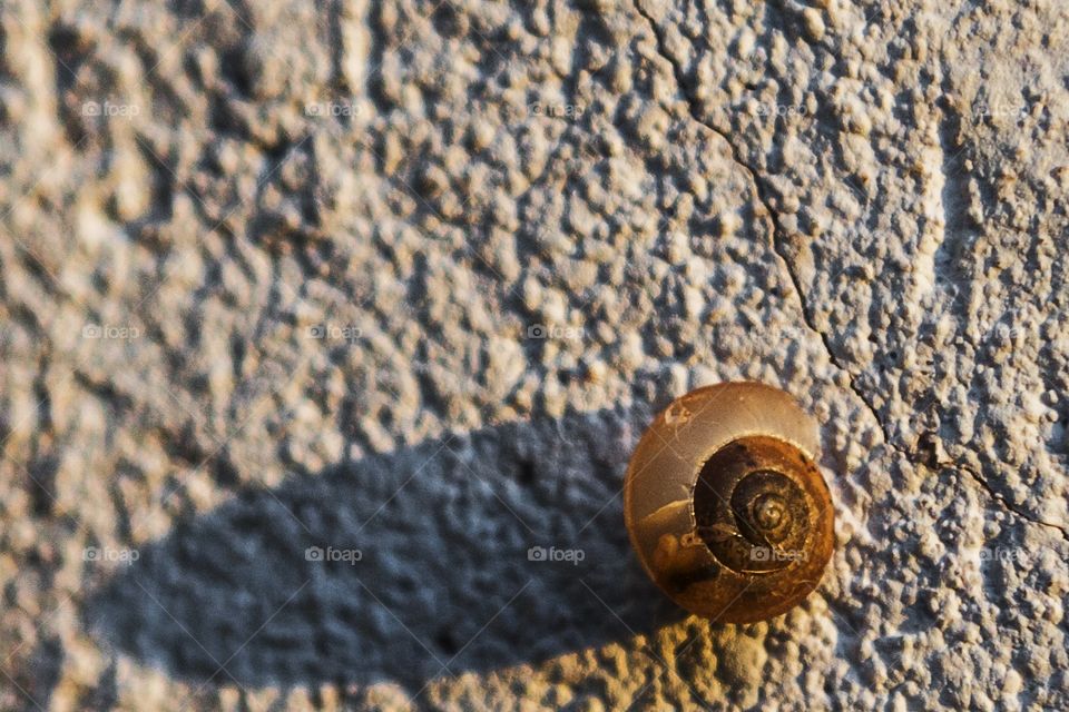 Snail