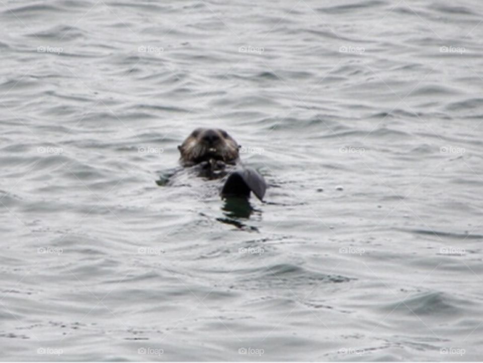 Sea otter