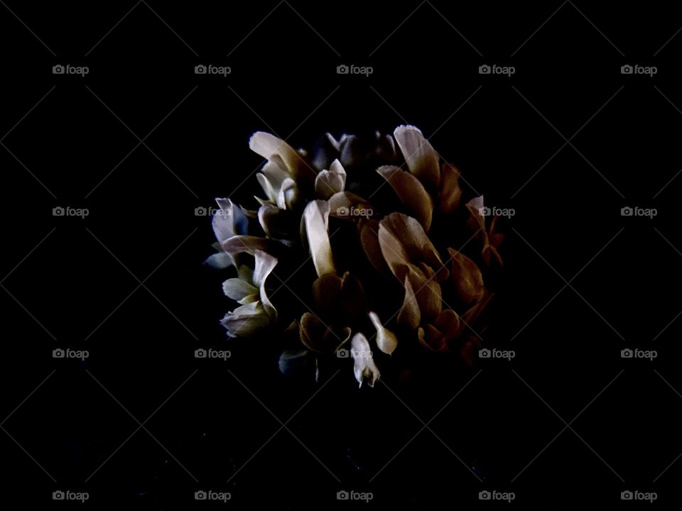 Dutch clover flower isolated 