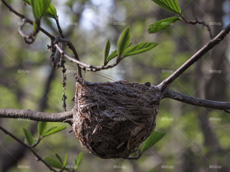 Birds nest at Iroqouis Wildlife Refuge