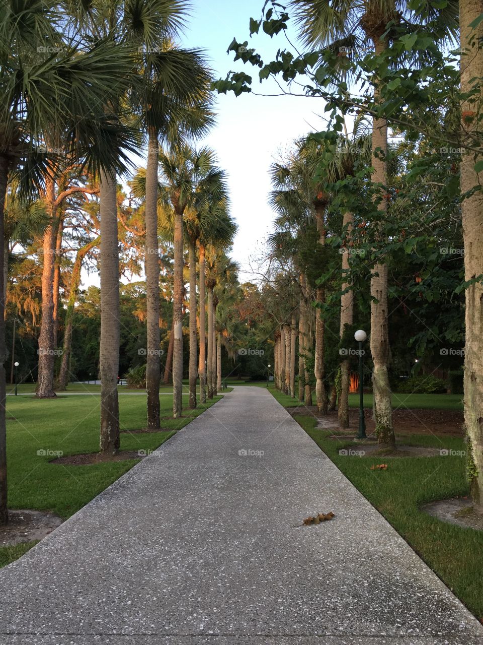 Road passing through palm trees