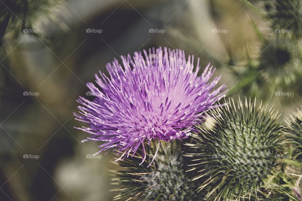 bumblebee on a thistle