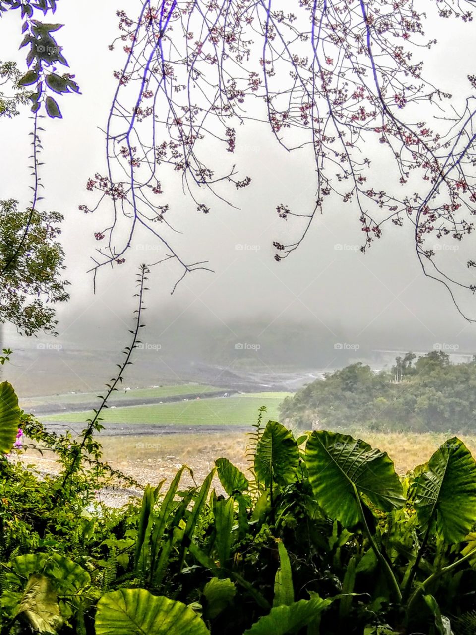 The mist in the distance, a kind of obscure beauty. plus close shot of plants,
that is a beautiful landscape.