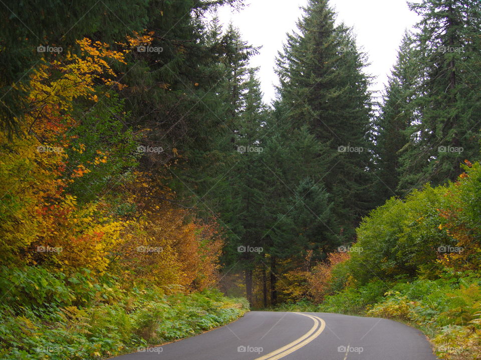 A road leads into lots of beautiful fall colors