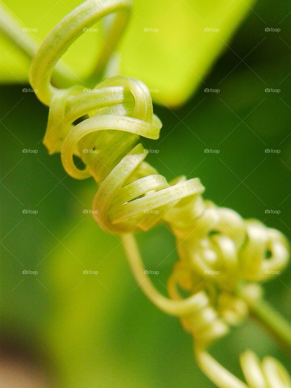 green ivy. green ivy macro