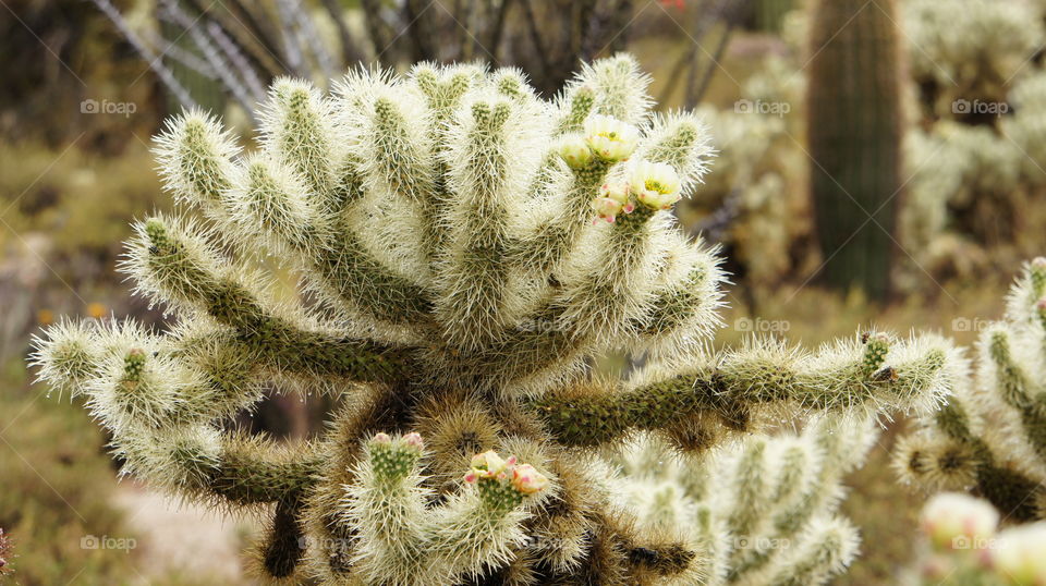 Cholla cactus
