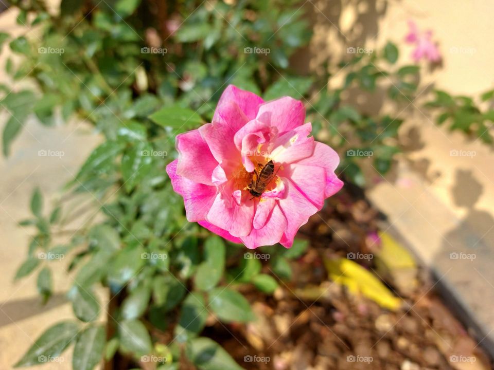 Busy bee harvesting pollens in the sunshine