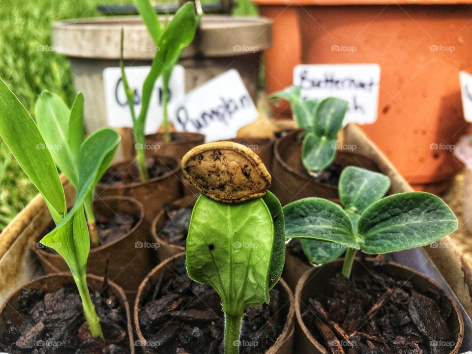Plants popping out of their shells 