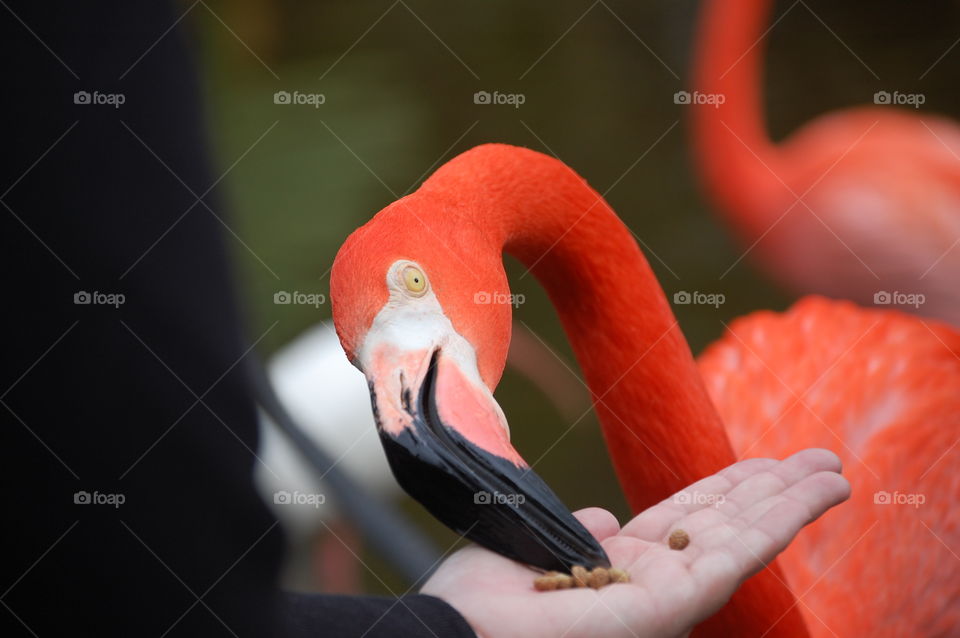 flamingo