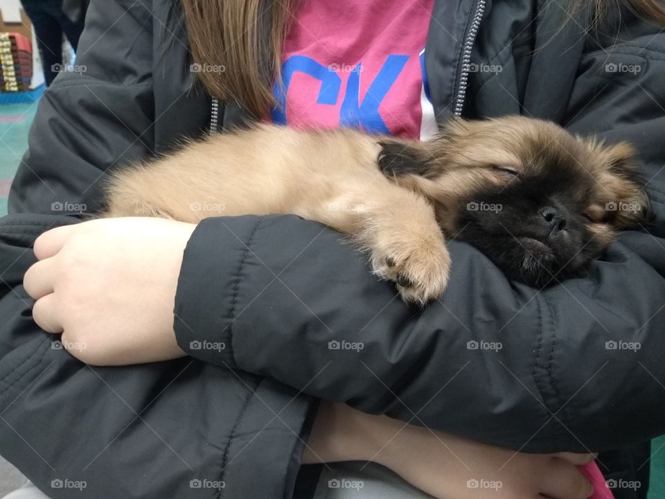 cute little peekapug puppy
