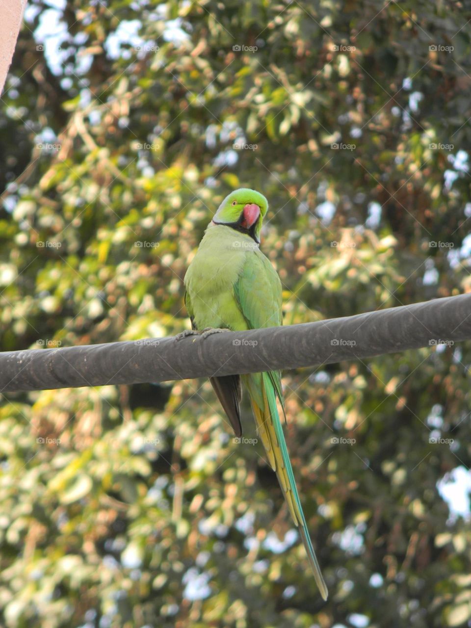 Captured this cute parrot while he was enjoying sunshine. I love watching birds and capturing them in my camera.📸✨♥️