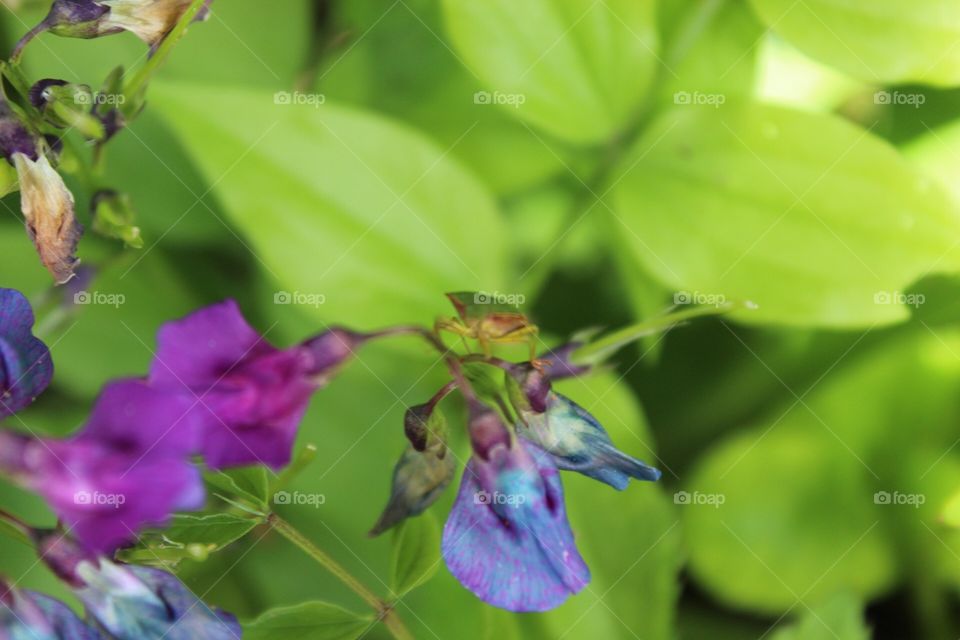 Purple flower and shield bug
