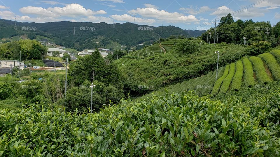 The Green Tea Farms of Wazuka