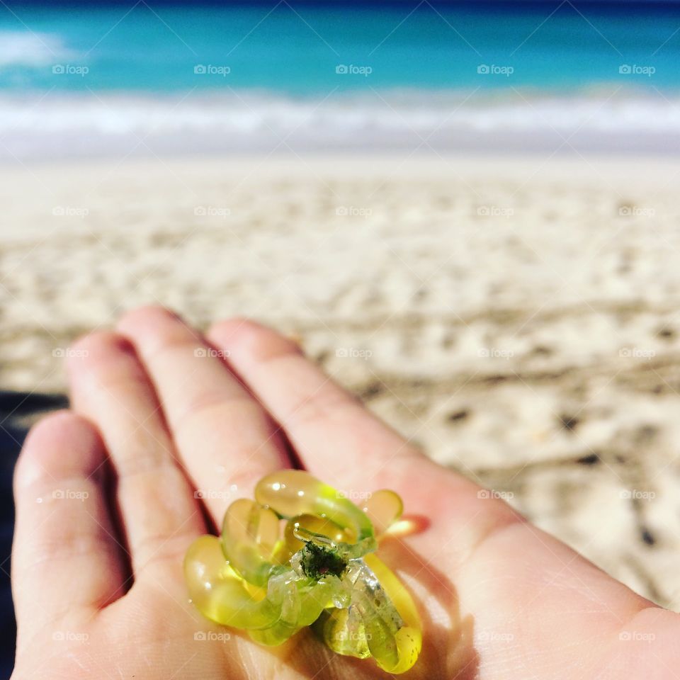 Seaweed looks like glass