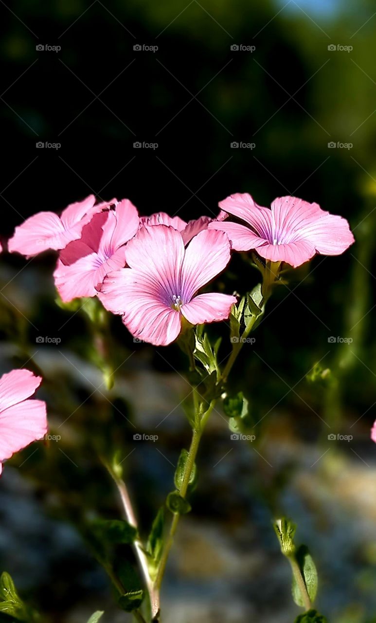 Linum viscosum