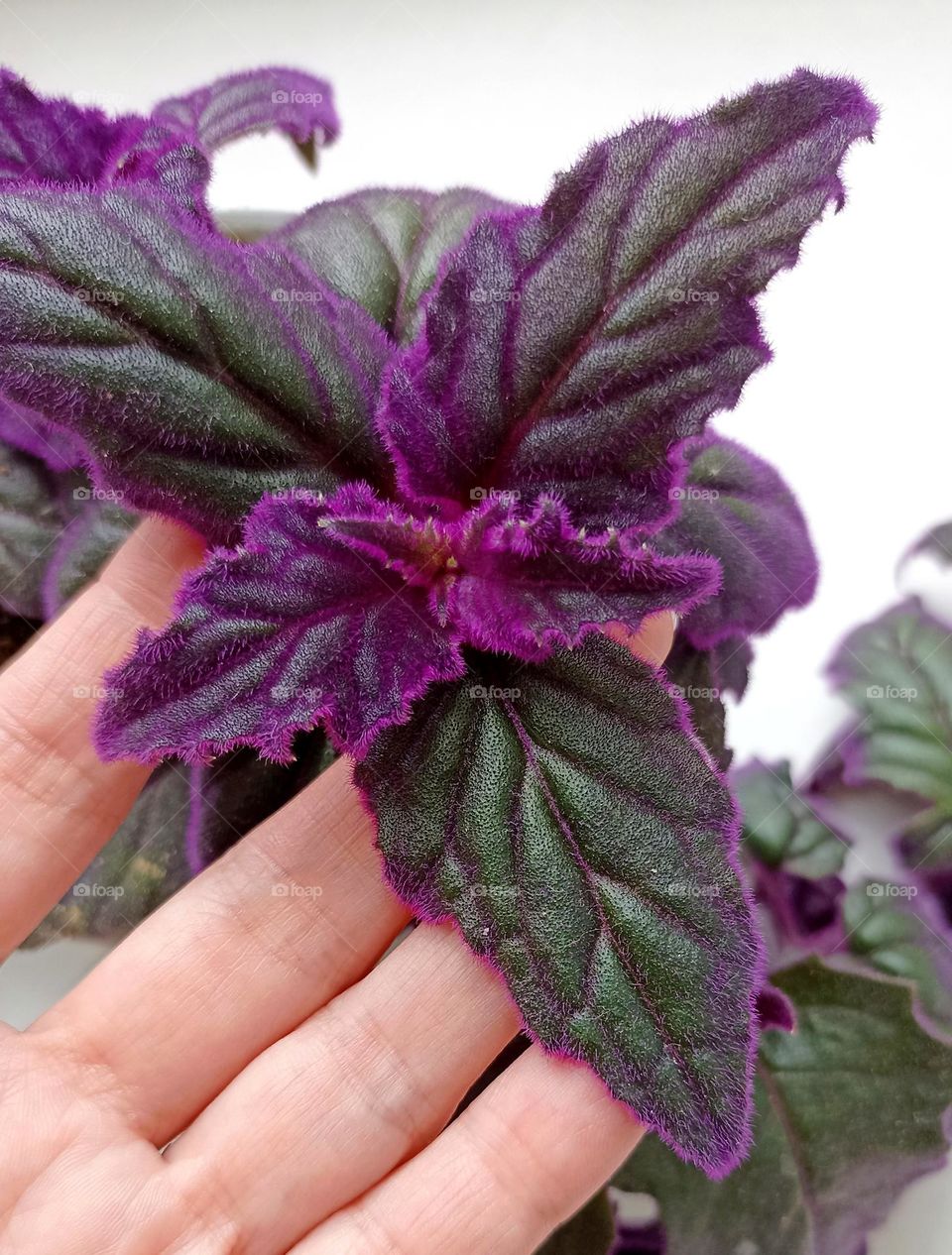 beautiful purple 💜 colour leaves house plants and female hand close up, mobile photography