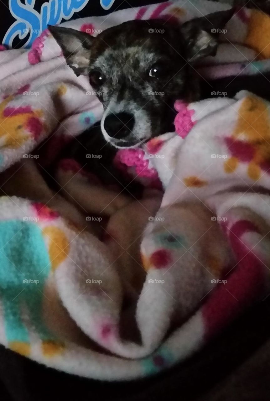 My dearly departed fur baby, Misty.