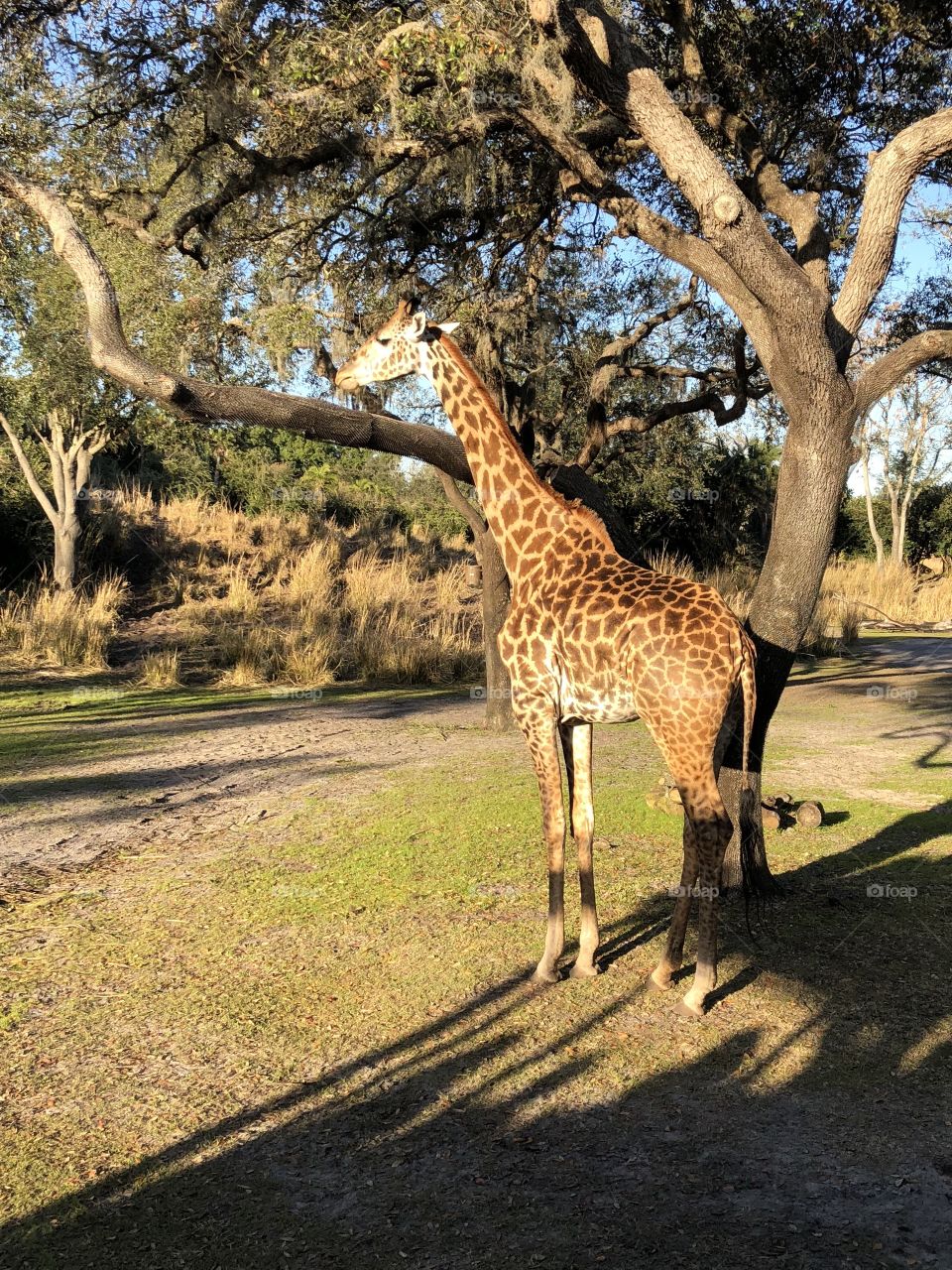 Giraffe hanging out by a tree 
