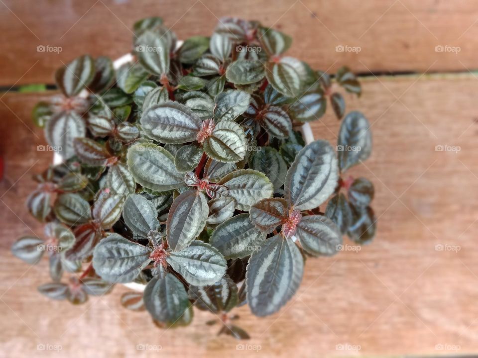 Plants do not speak, but their silence is alive with change.