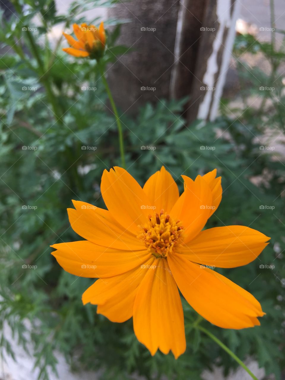 Orange Flower