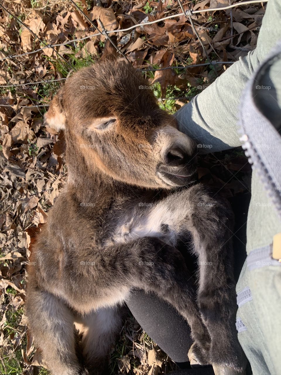 Day old donkey foal peacefully napping in my lap 