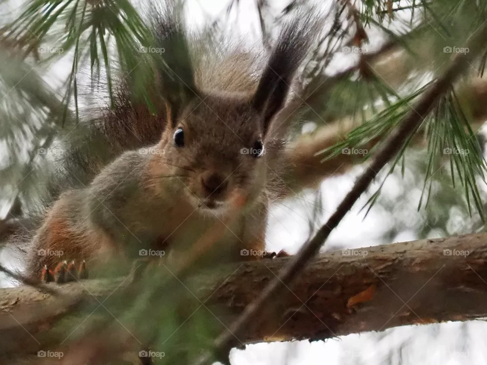 squirrel